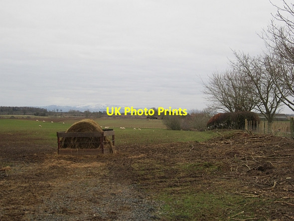 Photo 6"x4" Cratch, Middlefield Duns c2013