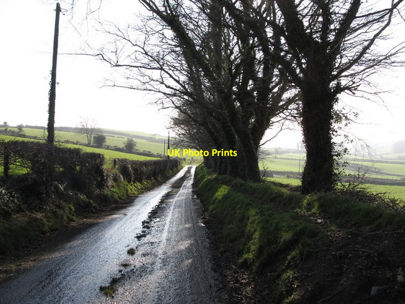 Photo 6"x4" A shelter belt at the south-eastern end of Carrick Road Burren c2013
