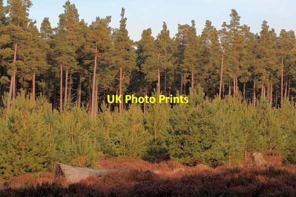 Photo 6"x4" Tall Trees, Young Trees Dukesfield\/NY9457 c2013