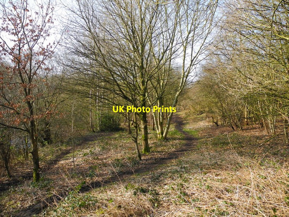 Photo 6"x4" Woodland paths, Medlock Vale Droylsden c2013