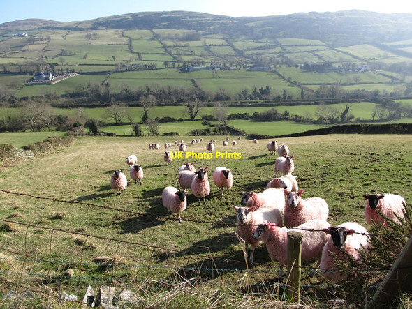 Photo 6"x4" Sheep on the slopes above the Moygannon Valley Burren c2013