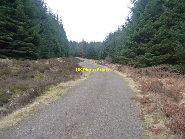 Photo 6"x4" Forest track near Cairn Hill Glenhead Hill c2013