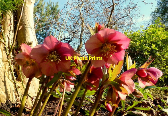 Photo 6"x4" Hellebores in winter sunshine, 2 Bromsash c2013