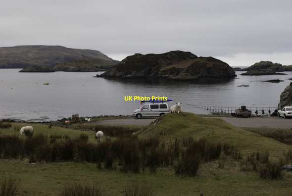 Photo 6"x4" Sheep guarding the slip way at Tarbet Tarbet\/NC1649 c2013