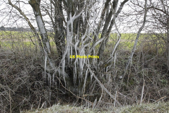 Photo 6"x4" Frozen branches North Moreton c2013