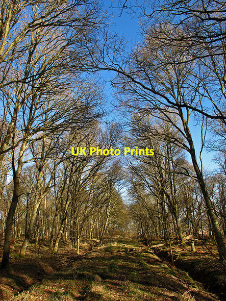 Photo 6"x4" Track in Paddockmuir Wood Newburgh\/NO2318 c2013