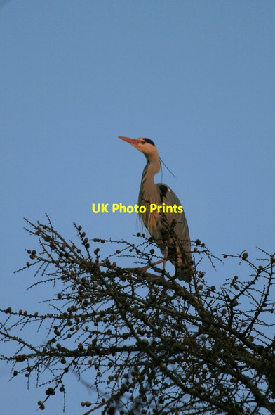 Photo 6"x4" A Grey Heron (Ardea cinerea) in Spynie wood Windyridge\/NJ2367 c2013