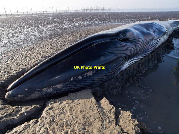 Photo 6"x4" The Carsluith Whale Carsluith c2013