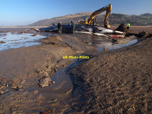 Photo 6"x4" The Carsluith Whale Carsluith c2013 P1
