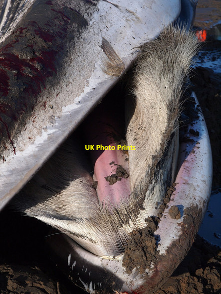 Photo 6"x4" The Carsluith Whale - baleen plates Carsluith c2013