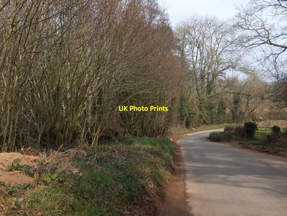 Photo 6"x4" Woodland east of Kentisbeare Stoford Water c2013