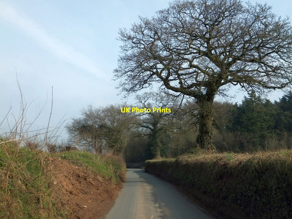 Photo 6"x4" Trees on the road to Stoford Water Stoford Water c2013
