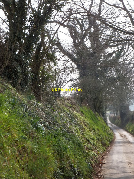 Photo 6"x4" Hedgebanks by the road to Kerswell Dulford c2013