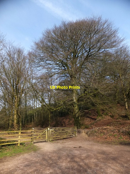 Photo 6"x4" Start of path through Rhododendron Wood on the edge of Knowles Wood Kerswell\/ST0806 c2013