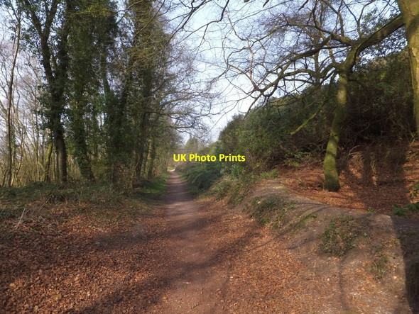 Photo 6"x4" Rhododendron Wood above Knowles Wood Saint Hill c2013