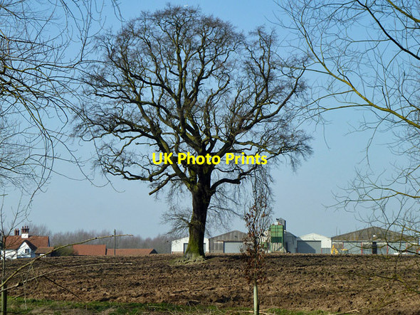 Photo 6"x4" Tree in ploughed field Chatham Green c2013