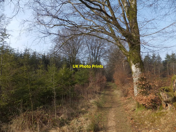Photo 6"x4" Young trees in Downlands Plantation Saint Hill c2013