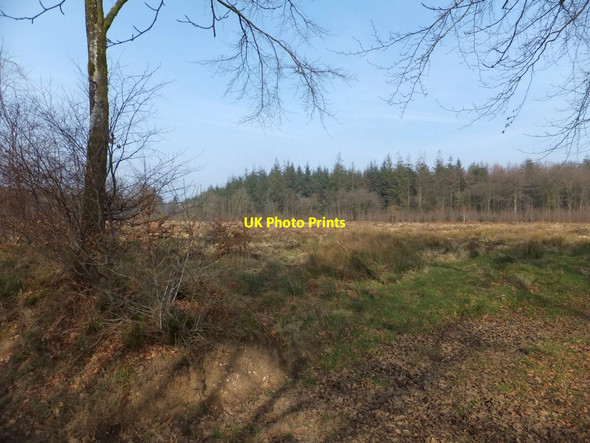 Photo 6"x4" Open space in Downlands Plantation Saint Hill c2013