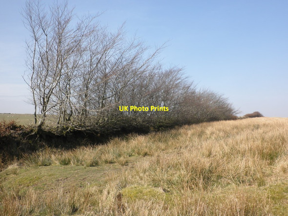 Photo 6"x4" Boundary hedge on Hawkridge Common North Batsom c2013