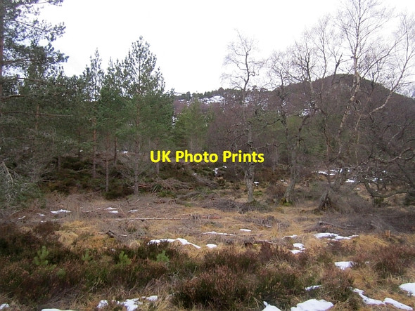 Photo 6"x4" Ballochbuie Forest Garbh Allt Shiel c2013