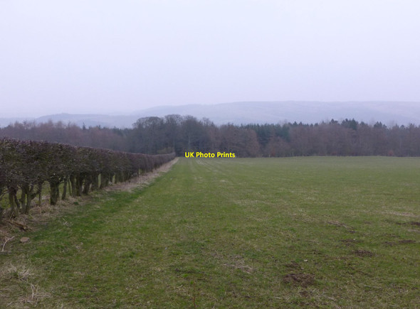 Photo 6"x4" Hedge and footpath across pasture Edlingham c2013