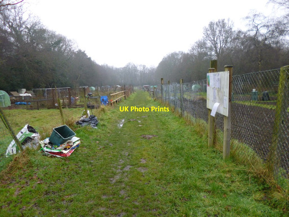 Photo 6"x4" Alderholt, allotments Fordingbridge c2013