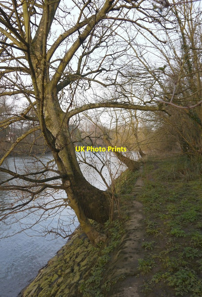 Photo 6"x4" Trees overhanging the river Twickenham c2013