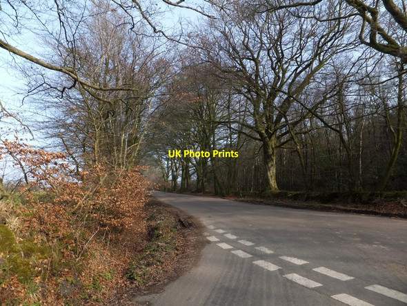Photo 6"x4" Long Lane on the north of Coronation Plantation Wolverstone c2013