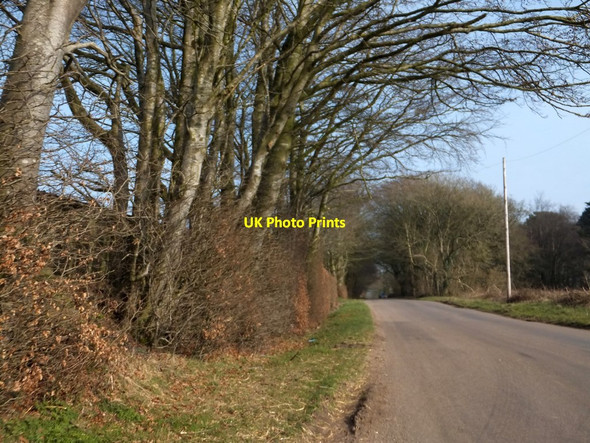 Photo 6"x4" Long Lane and the woods of Dunkeswell Turbury Highwood\/ST1406 c2013