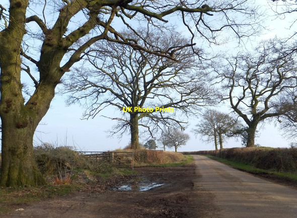 Photo 6"x4" Winter trees near Ewin's Ash Highwood\/ST1406 c2013