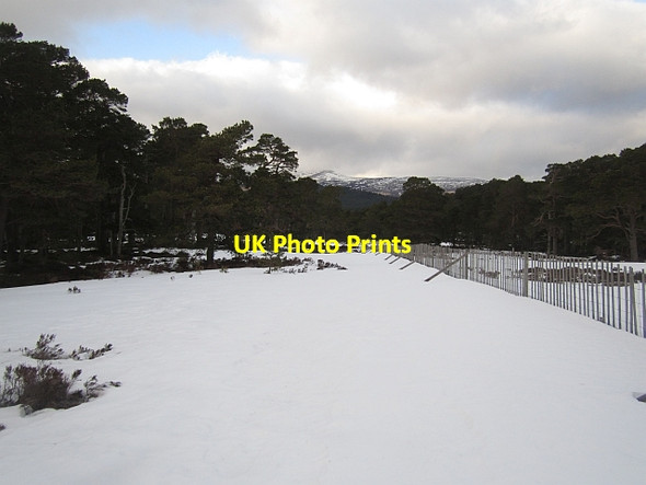 Photo 6"x4" Deer fence, Ballochbuie Forest Garbh Allt Shiel c2013