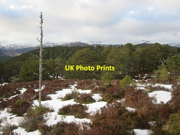 Photo 6"x4" Ballochbuie Forest Garbh Allt Shiel c2013