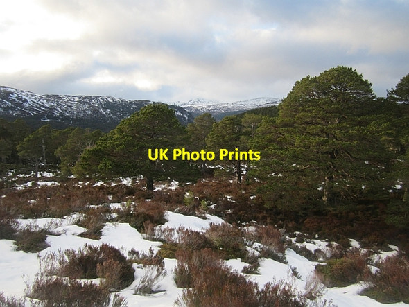 Photo 6"x4" Old pines, Ballochbuie Garbh Allt Shiel c2013