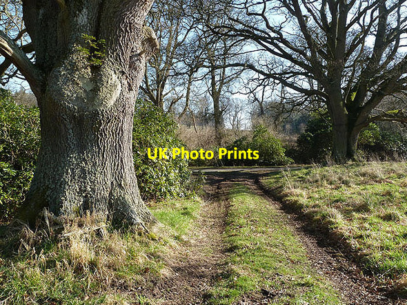 Photo 6"x4" A strip wood at Woodside Ancrum c2013
