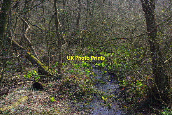 Photo 6"x4" American skunk-cabbage in the woods below Edgbaston Pool Edgbaston c2012