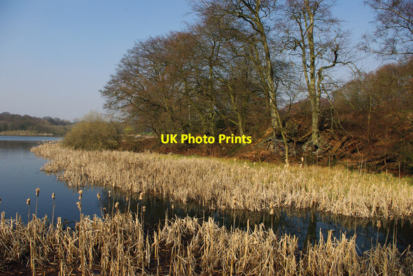 Photo 6"x4" Vegetation at the margins of Edgbaston Pool Edgbaston c2012