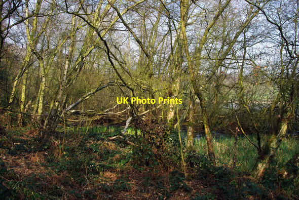 Photo 6"x4" The wooded margin of Edgbaston Pool Edgbaston c2012