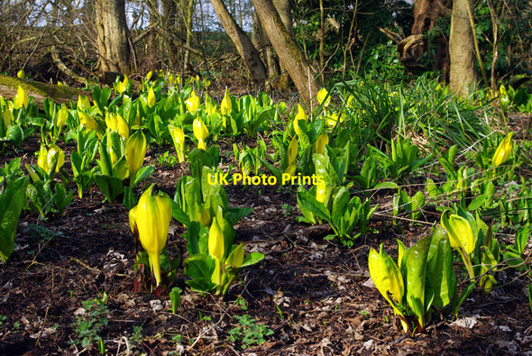 Photo 6"x4" American skunk-cabbage (Lysichiton americanus) Edgbaston c2012