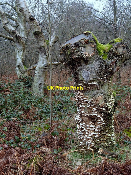 Photo 6"x4" Tree stump with fungi Haughton\/SK6772 c2013