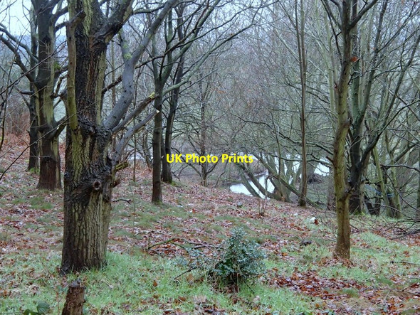 Photo 6"x4" Woodland and glimpse of the River Maun New Ollerton c2013