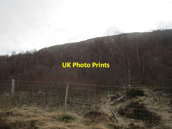 Photo 6"x4" Birch  wood, Glen Affric Allt a' Choire Chruim c2013