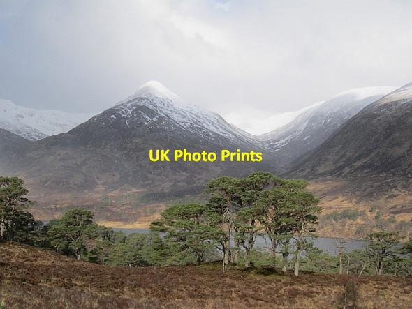 Photo 6"x4" Pine forest, Glen Affric Carn Glas Iochdarach c2013