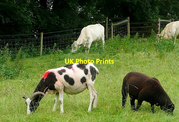 Photo 6"x4" Animals grazing at Parwich Parwich c2012