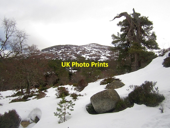 Photo 6"x4" Ballochbuie Forest Garbh Allt Shiel c2013
