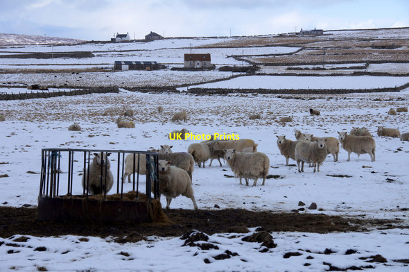 Photo 6"x4" Sheep at supplemental feed, near Baliasta Baliasta\/HP6009 c2013