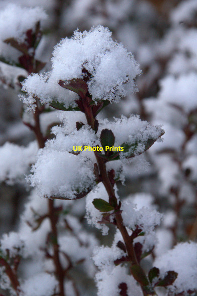 Photo 6"x4" Snow on Escallonia, Baltasound Baltasound c2013