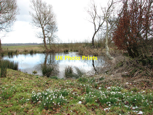 Photo 6"x4" Clumps of snowdrops by Thorpe Hall Thorpe\/TM4398 c2013