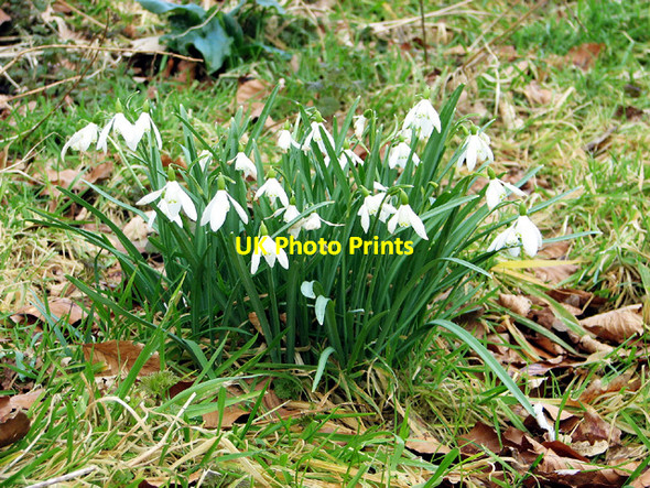 Photo 6"x4" Snowdrops by Thorpe Hall Thorpe\/TM4398 c2013
