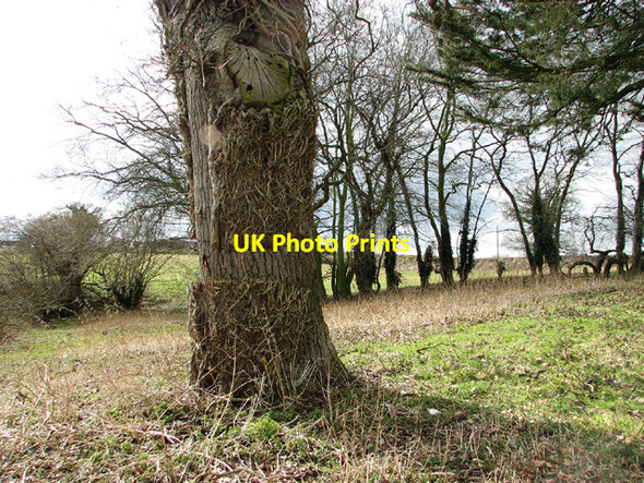 Photo 6"x4" Trees surrounding pond by Thorpe Hall Thorpe\/TM4398 c2013