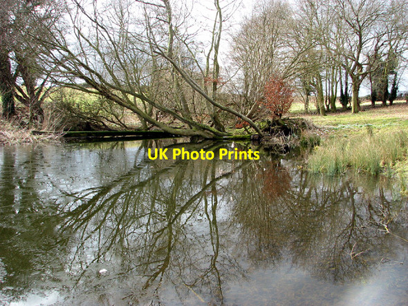 Photo 6"x4" Uprooted beech by Thorpe Hall Thorpe\/TM4398 c2013